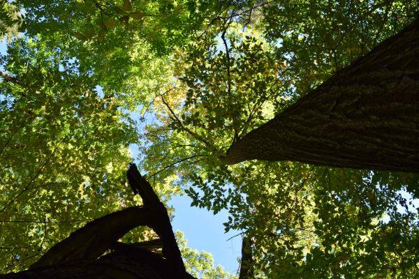 View of tree canopy from forest floor
