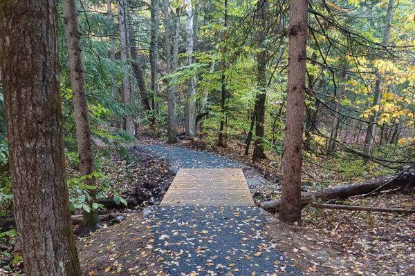 Wide accessible bridge on a trail through forest