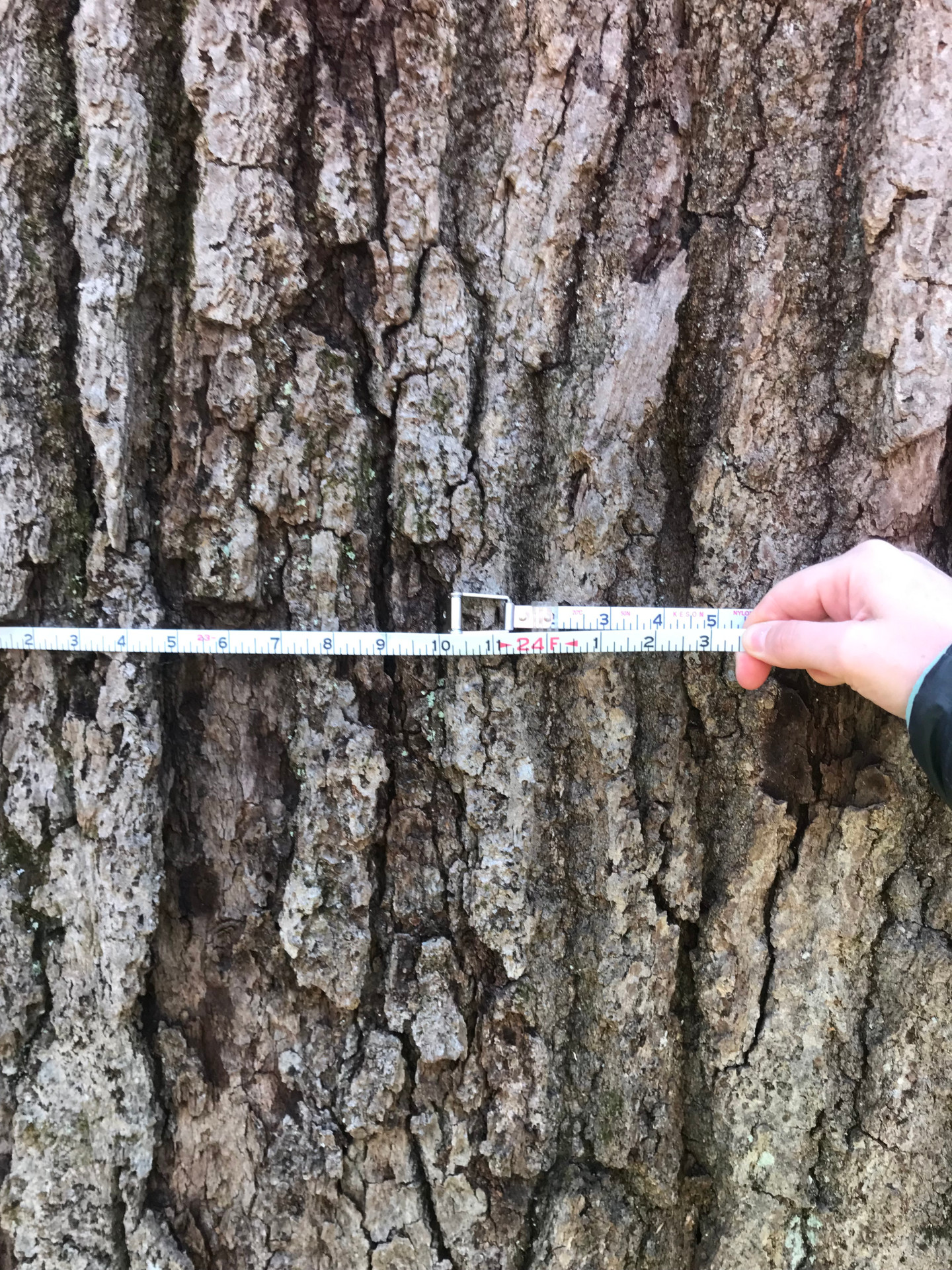 Measuring Tree Circumference