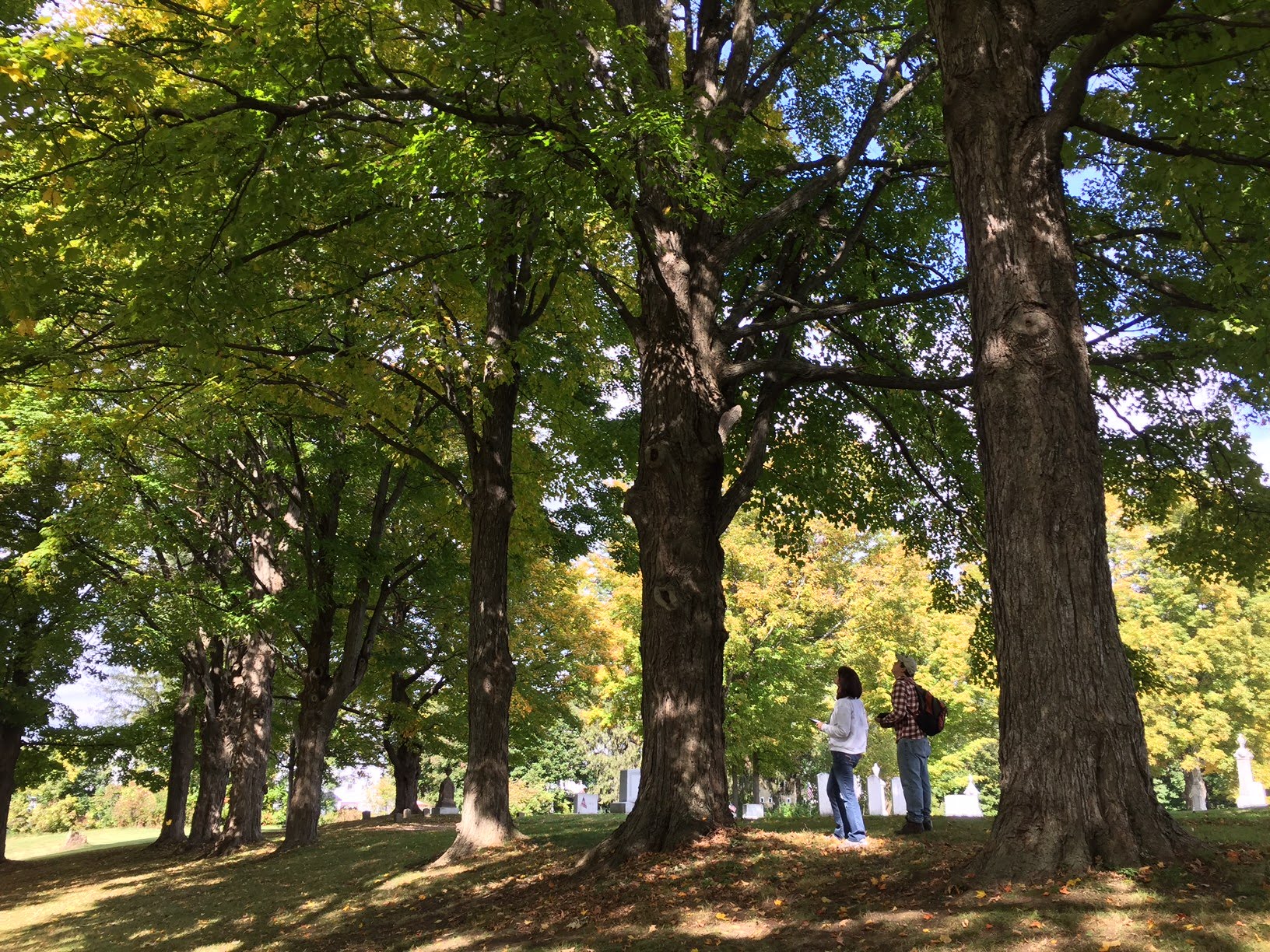 Barre City Public Tree Inventory