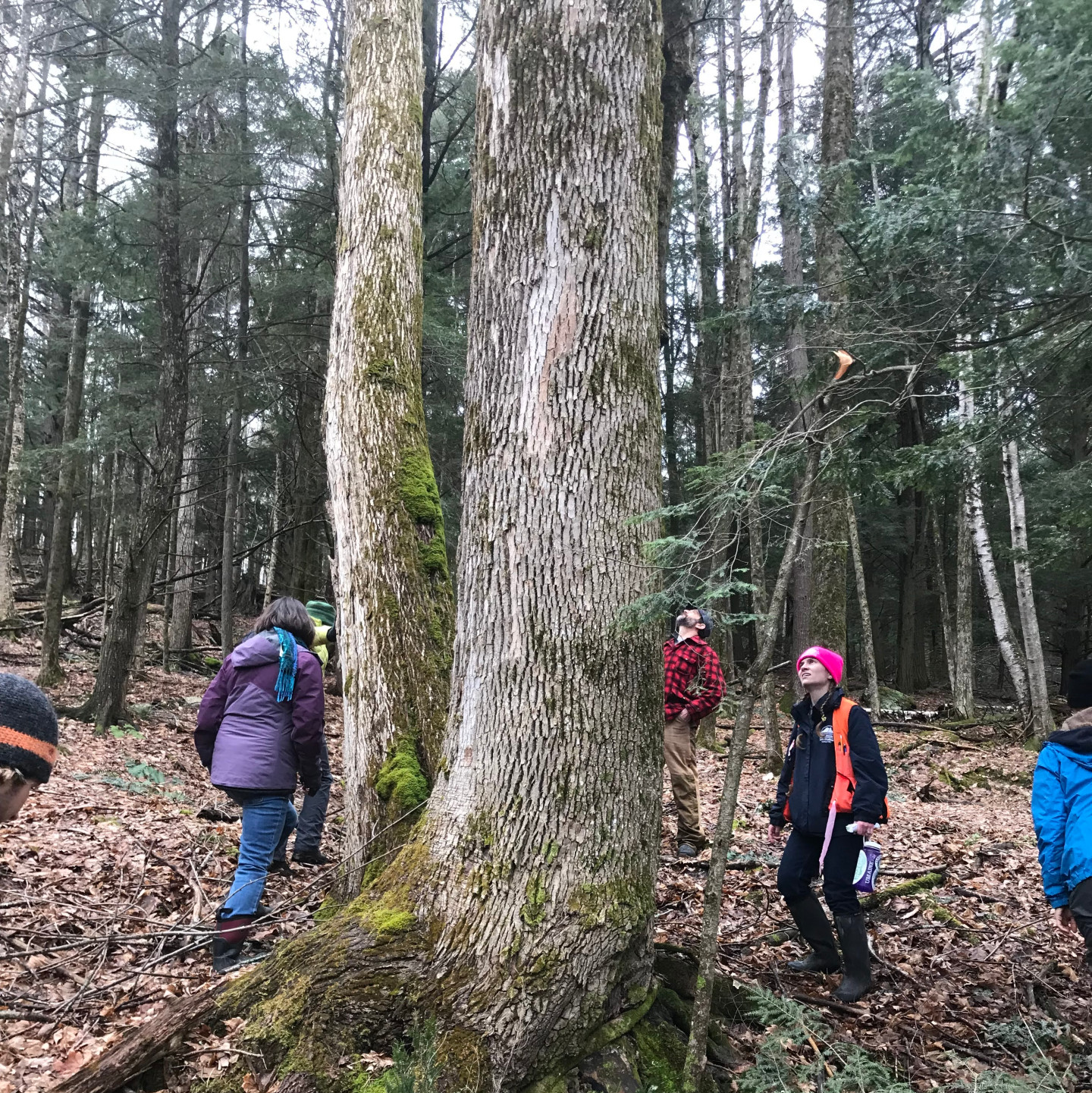 Forest pest first detectors field trip. Huntington