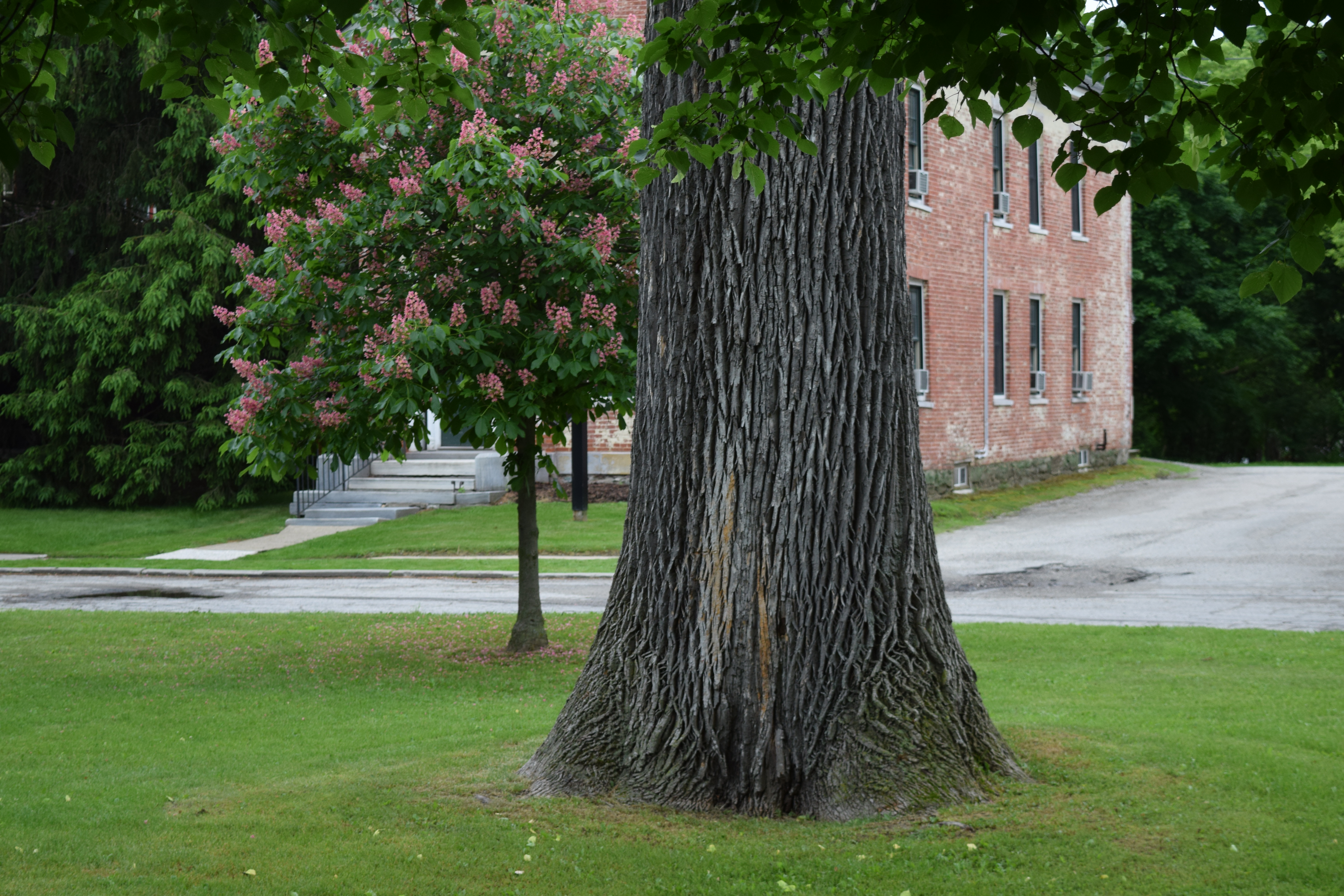 Ash tree trunk and small flowering tree