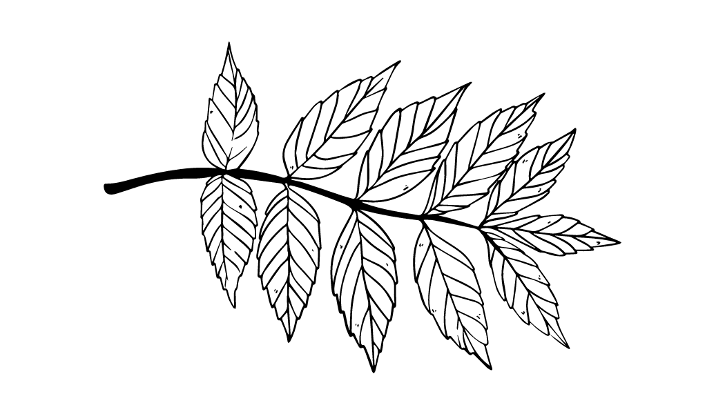 Icon ash leaf