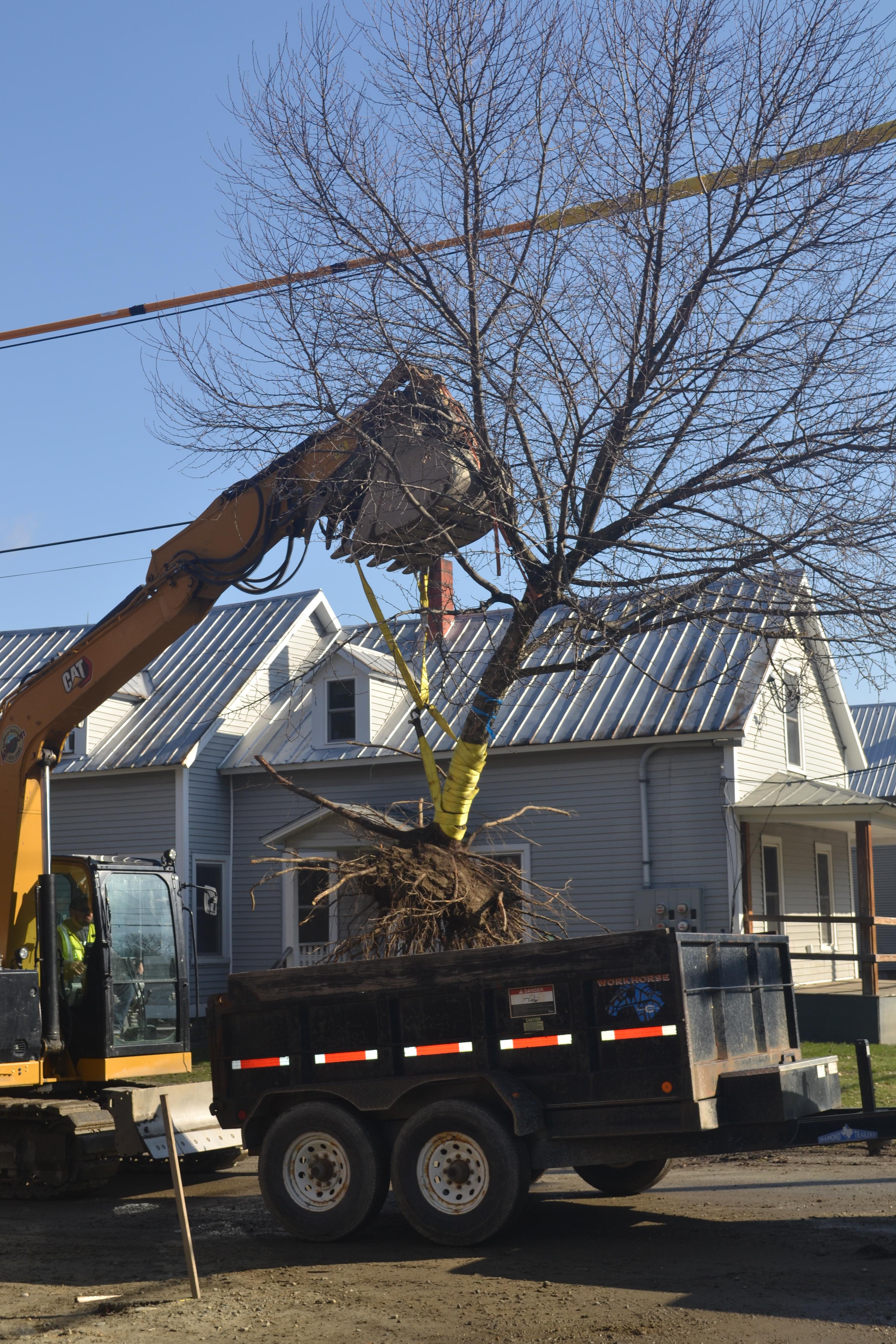 Crabapple being lifted onto truck