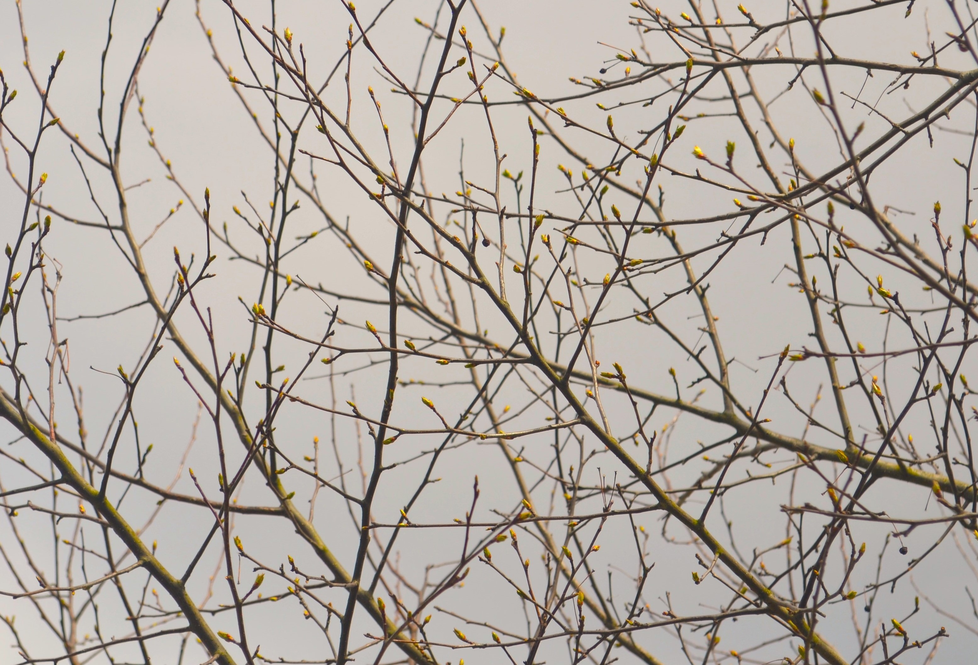 Johnson Crabapple tree leafing out after the move