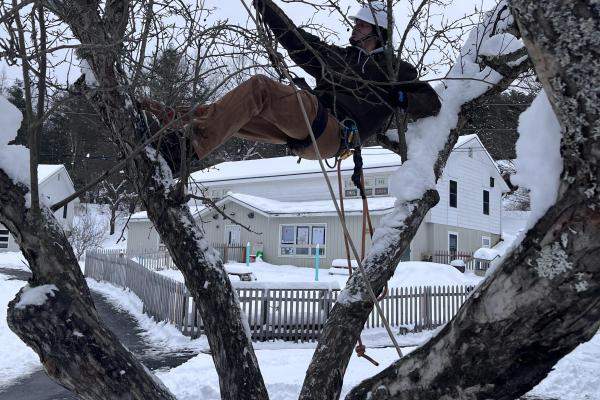 Dominick Hale climbing a tree in winter