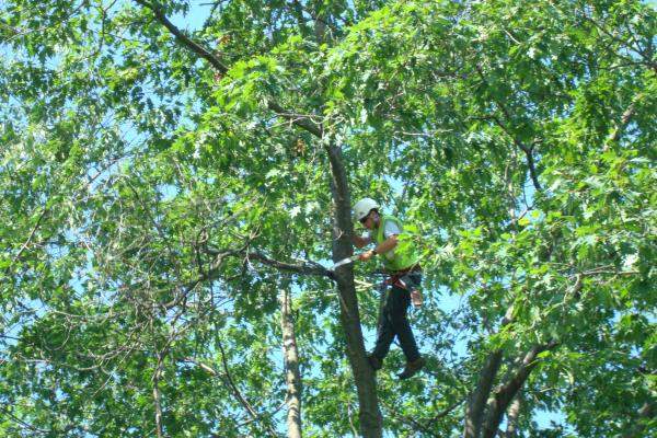 Tree Pruning 