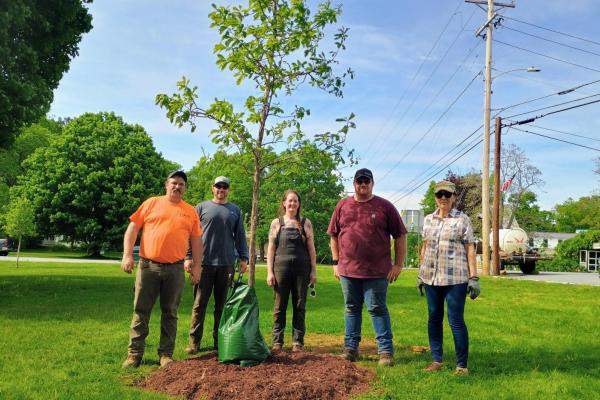 tree planting 