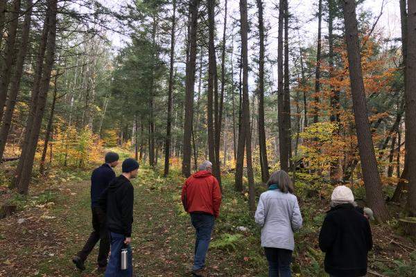 Backyard Woods Field Walk