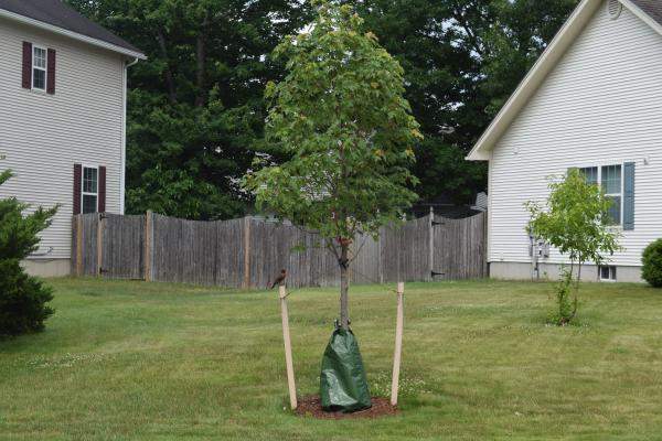 Planted tree in Essex