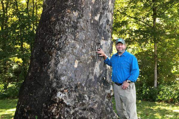 Sycamore tree in Harmonyville