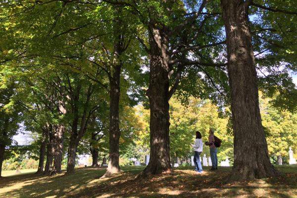 Barre City Public Tree Inventory