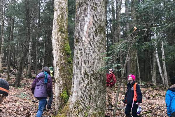 Forest pest first detectors field trip. Huntington