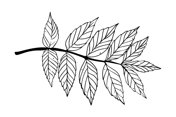 Icon ash leaf