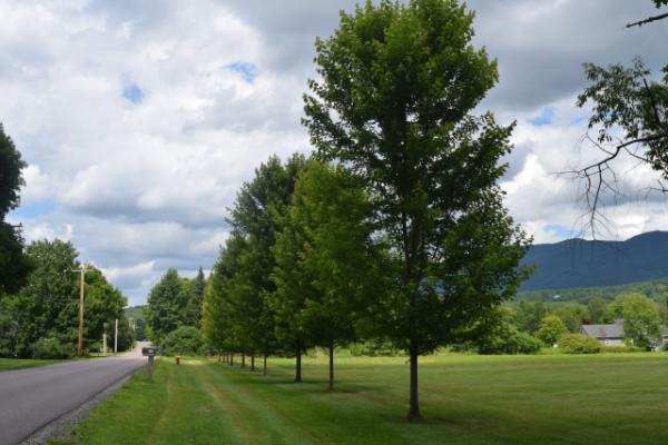 Trees along road in Waterbury