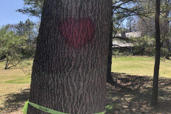 White ash with red painted hear