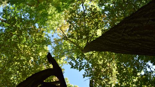 View of tree canopy from forest floor
