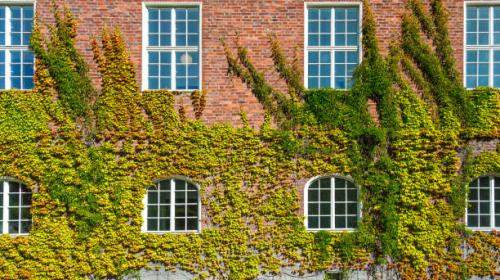 Ivy on a building