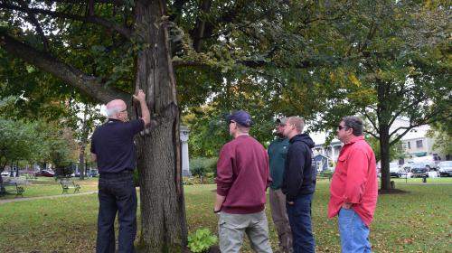 Risk tree assessment