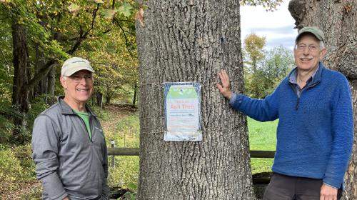 Jeff Cueto and Paul Cate of East Montpelier stand next to a white ash tree.