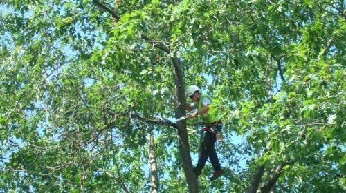 Tree Pruning 
