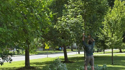 Structural pruning