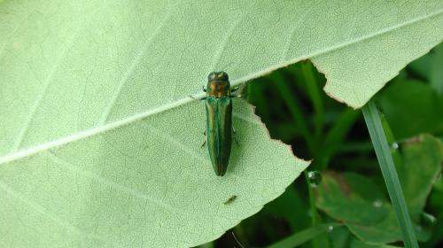 Emerald Ash borer