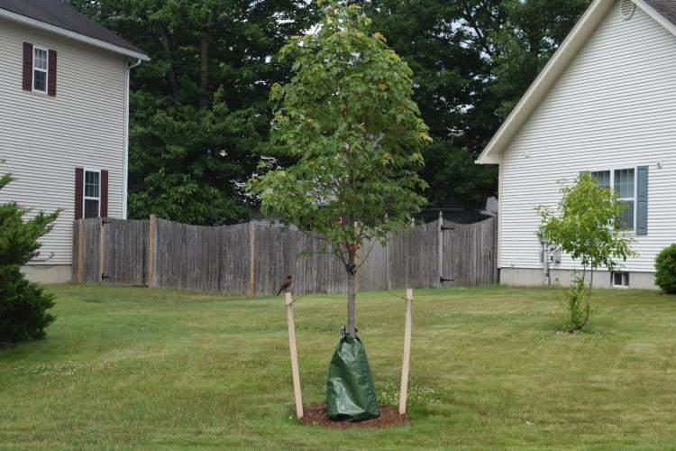 Planted tree in Essex