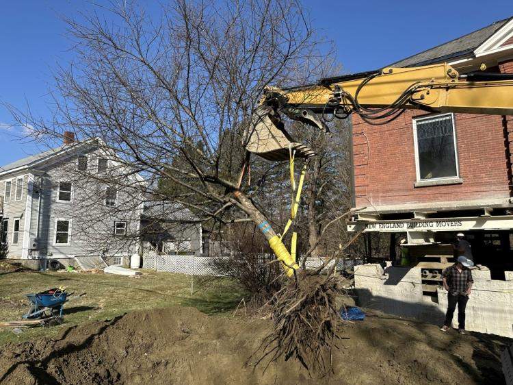 Crabapple being removed from site