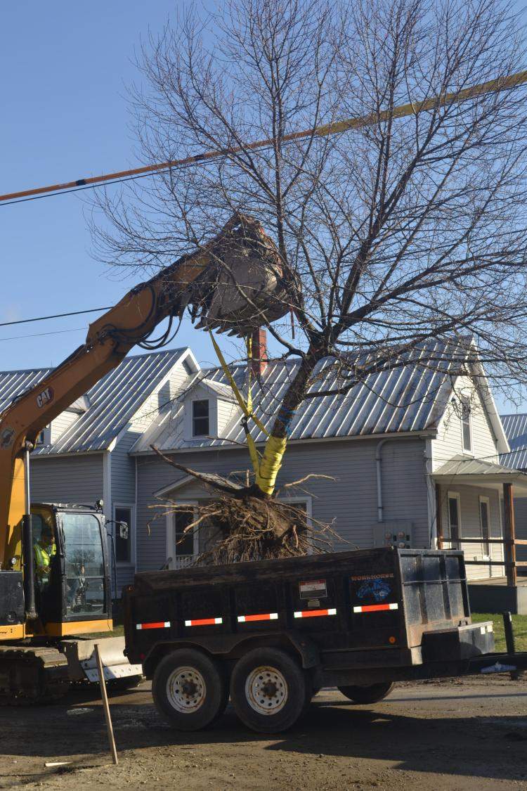 Crabapple being lifted onto truck