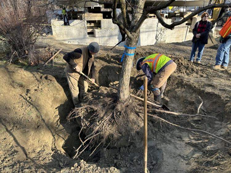 Crabapple being dug up at the Johnson Library