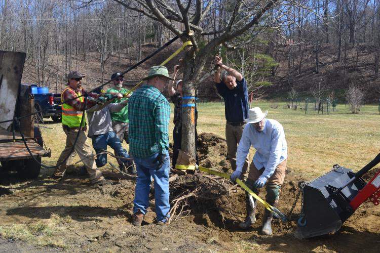 Crabapple being dug out and lifted up