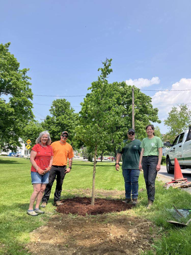 tree planting pittsfield