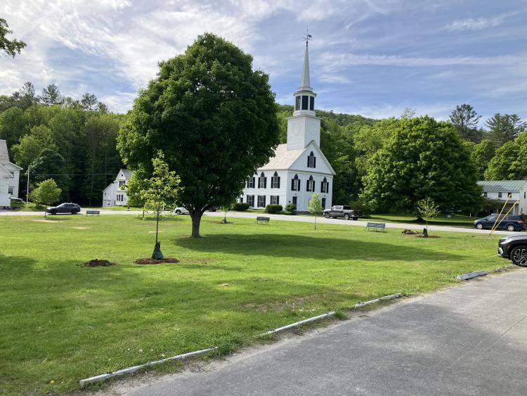 trees on townshend town green