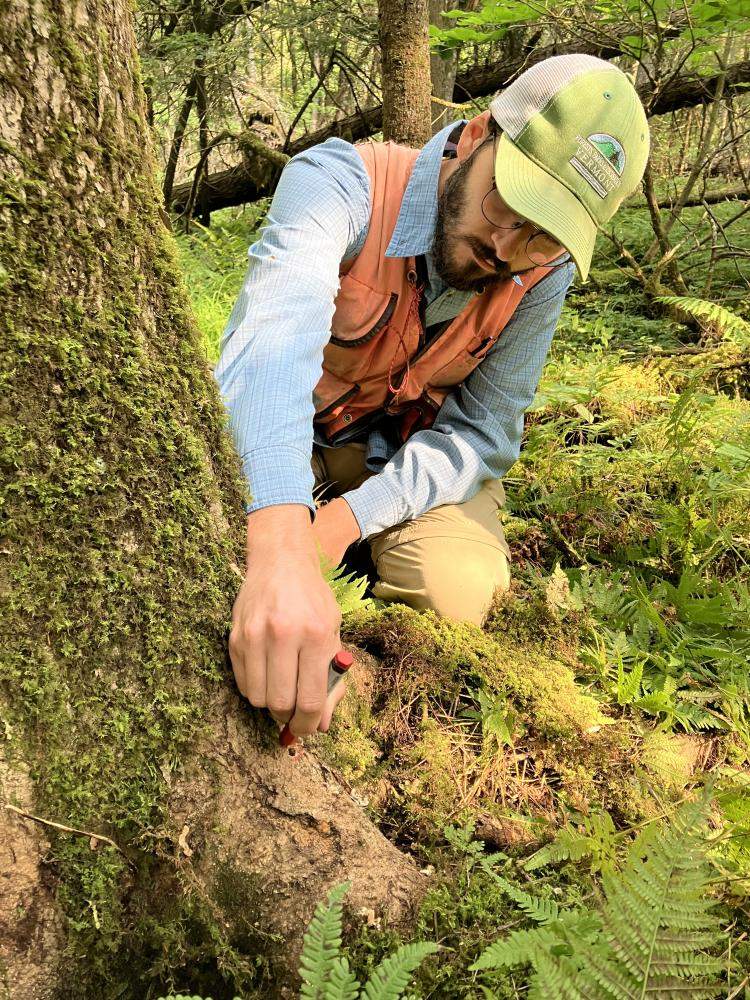 Treatment of a black ash tree