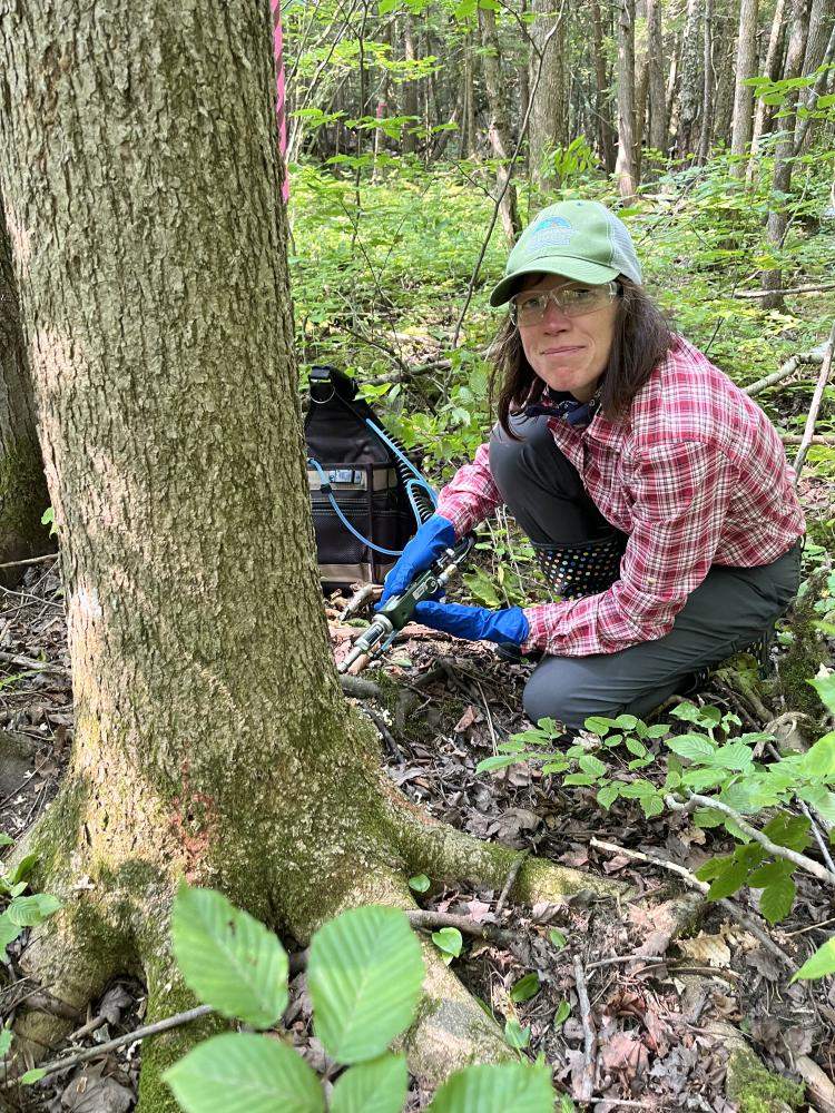 Joanne Garton injects a black ash tree
