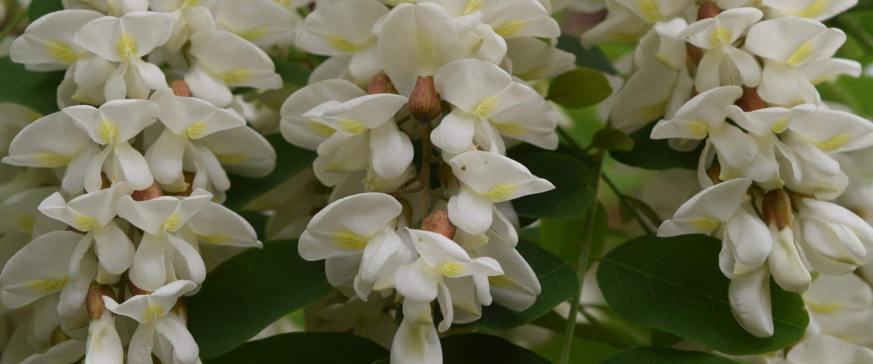 black locust flowers