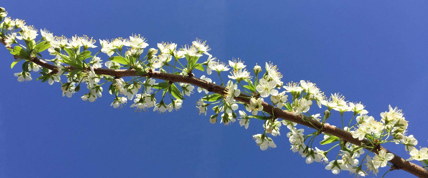 Crabapples in flower against blue sky