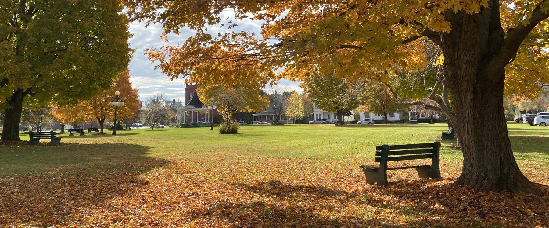 Fall maple tree with bench in park