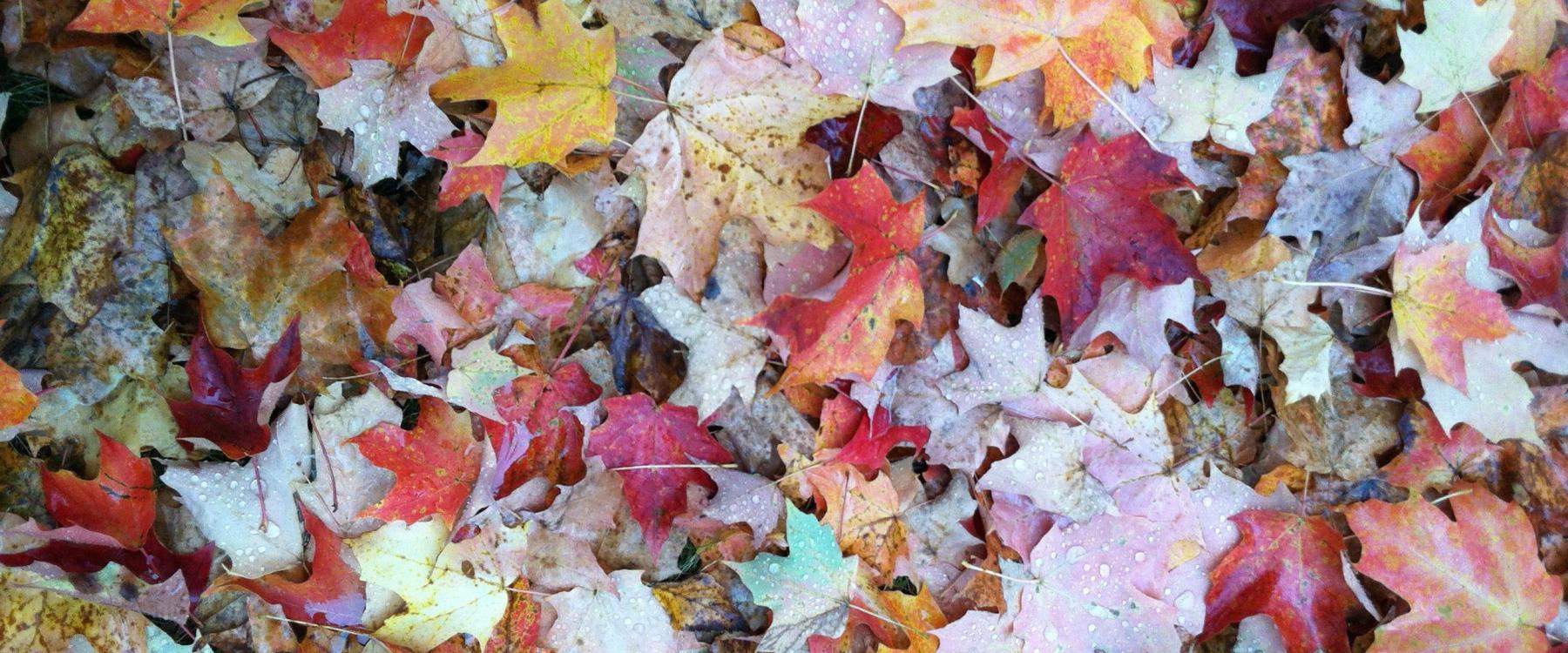 foliage on ground