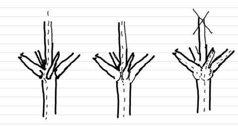 girdling branch diagram
