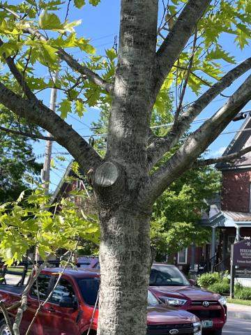 pruned tree