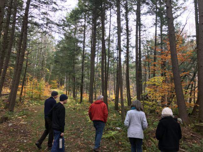 Backyard Woods Field Walk