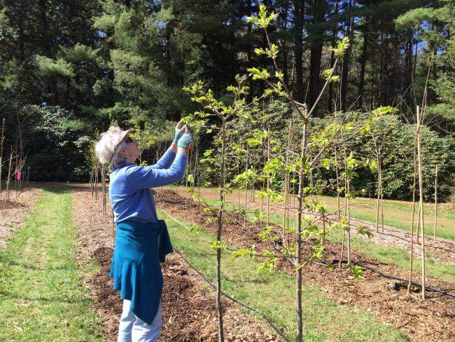 Branch Out Burlington Tree Nursery Ann Milovsoroff