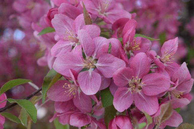 Crabapple in flower. Burlington