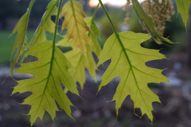 red oak leaves