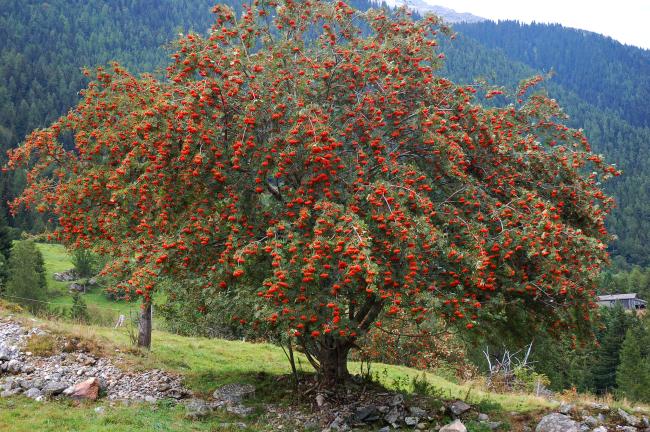 Rowan Tree