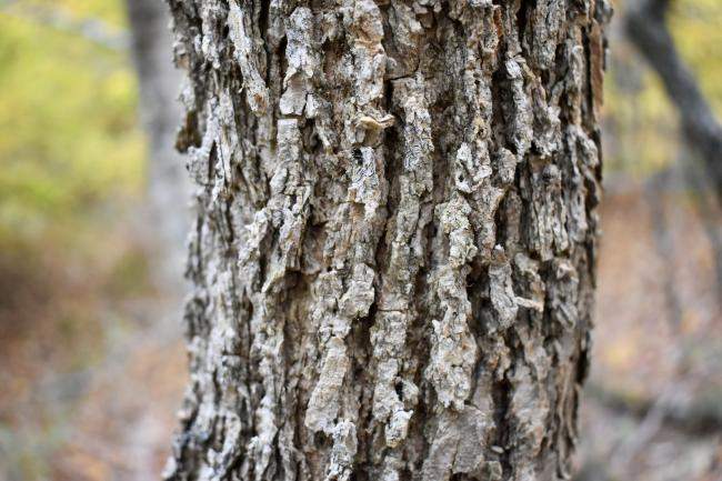 Close up of black ash bark