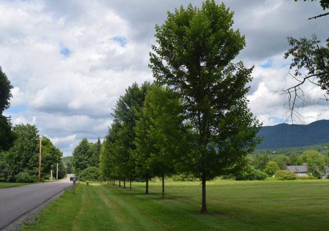 Trees along road in Waterbury