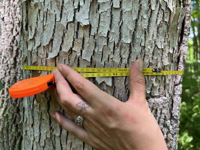 Measuring black ash